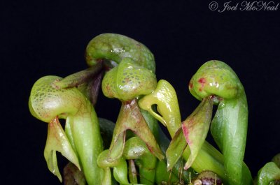 Cobra Lily: Darlingtonia californica, young pitchers