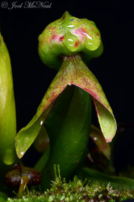 Cobra Lily: Darlingtonia californica, young pitcher