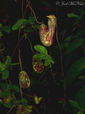 <i>Aristolochia macroura</i>