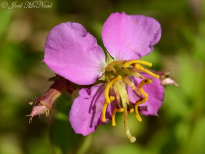 Virginia Meadow-beauty: Rhexia virginiana