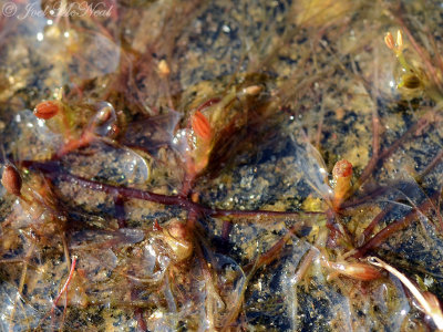 Hornleaf Riverweed: Podostemum ceratophyllum, flower (upper right) and developing fruits