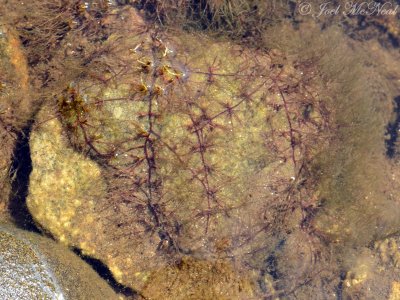 Hornleaf Riverweed: Podostemum ceratophyllum, habit