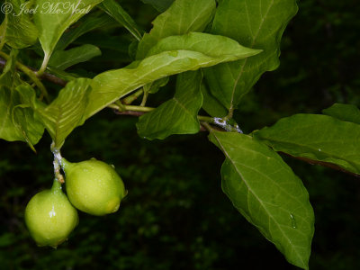 Buffalo-nut: Pyrularia pubera