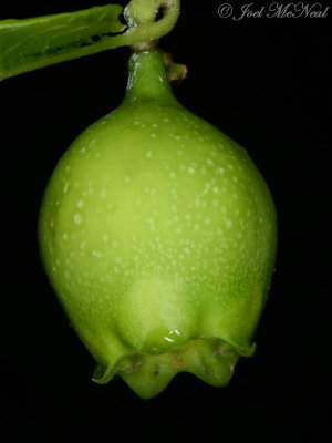 Buffalo-nut: Pyrularia pubera, fruit