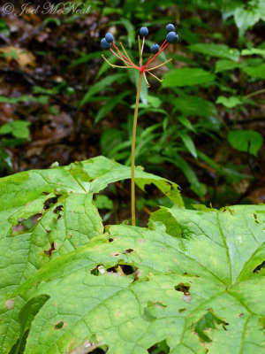 Umbrella-leaf: Diphyllea cymosa, in fruit