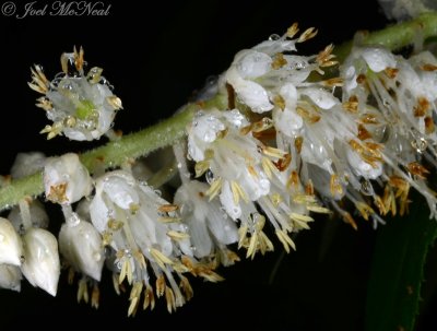 Mountain Sweetpepperbush: Clethra acuminata