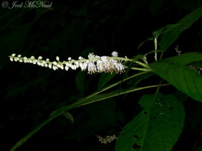 Mountain Sweetpepperbush: Clethra acuminata