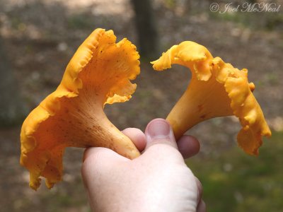 Smooth Chanterelles: Cantharellus lateritius