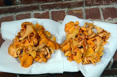 Smooth Chanterelles: Cantharellus lateritius