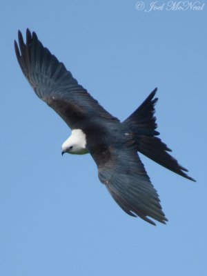 Georgia Swallow-tailed Kites