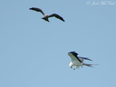 Mississippi and Swallow-tailed Kites
