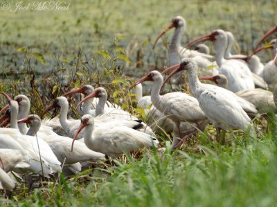 White Ibises (Harris Neck NWR)