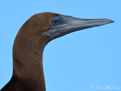 Boobies and Gannets