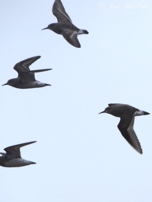 White-rumped Sandpipers: Bartow Co., GA