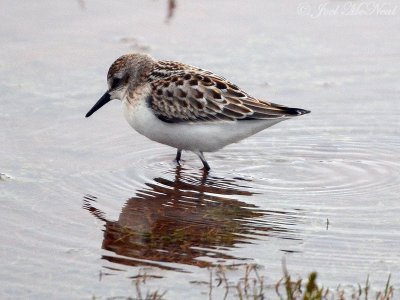 Semipalmated Sandpiper- Etowah Indian Mounds