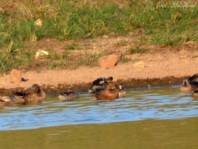 Possible Cinnamon Teal: Bartow Co.