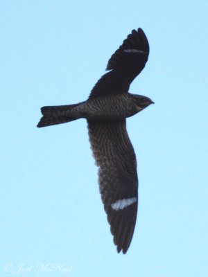 Common Nighthawk