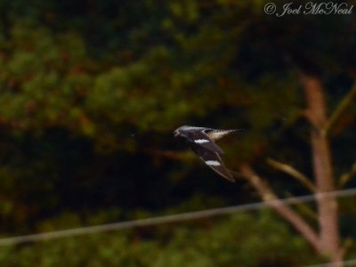 Common Nighthawk after flying ant