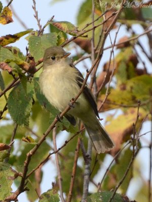 Traill's Flycatcher (probable Willow)