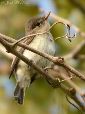 Traill's Flycatcher (probable Willow)