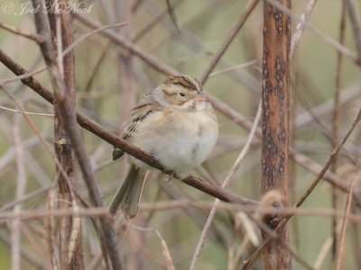 Clay-colored Sparrow: Altamaha WMA, McIntosh Co., GA