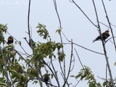 Yellow-headed Blackbirds: Altamaha WMA, McIntosh Co., GA