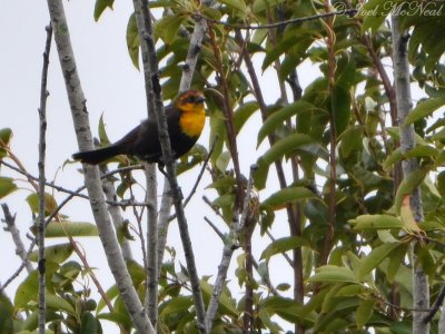 Yellow-headed Blackbird: Altamaha WMA, McIntosh Co., GA