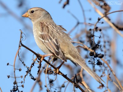 hatch-year White-crowned Sparrow: Sam Smith Park, Bartow Co., GA