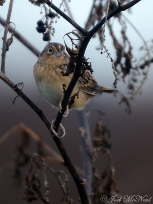 Grasshopper Sparrow: Sam Smith Park, Bartow Co., GA