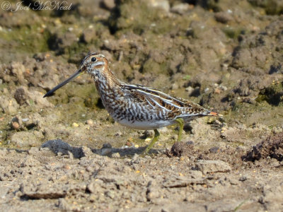 Wilson's Snipe: Bartow Co., GA