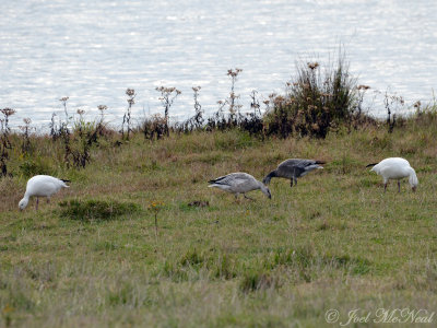 Snow Geese: Gordon Co., GA