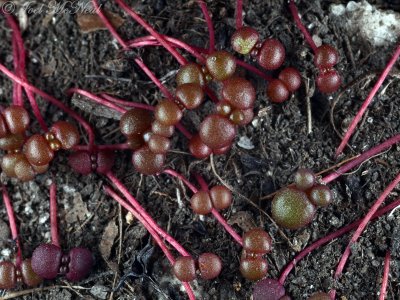 Seedlings of Diamorpha smallii