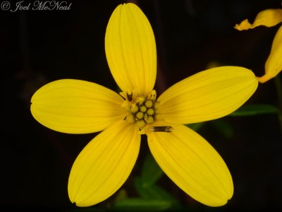 Confederate Daisy: Helianthus porteri