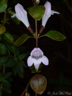 Georgia Wild Basil: Satureja georgiana