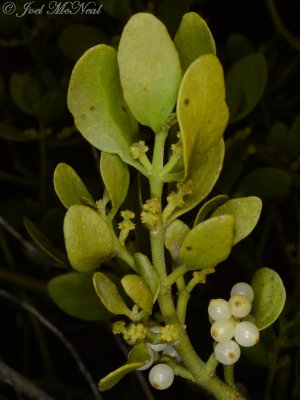 Mistletoe: Phoradendron serotinum