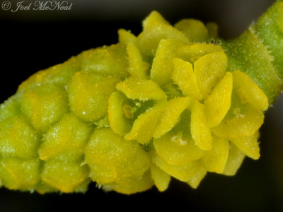 Mistletoe: Phoradendron serotinum