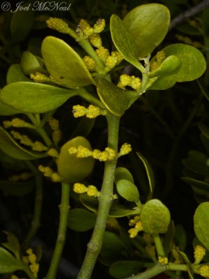 Mistletoe: Phoradendron serotinum