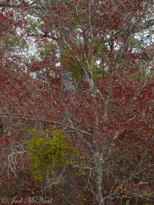 Mistletoe (Phoradendron serotinum) in Georgia Oak