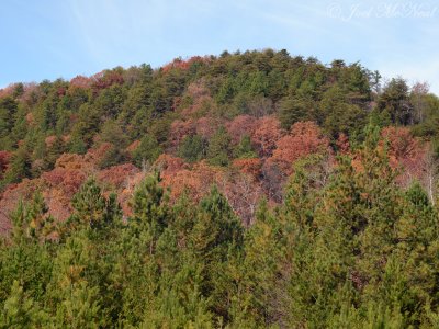 Montane Longleaf Pine ridge, Pine Log WMA, Bartow Co., GA