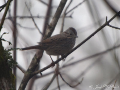 Lincoln's Sparrow: Murray Co., GA