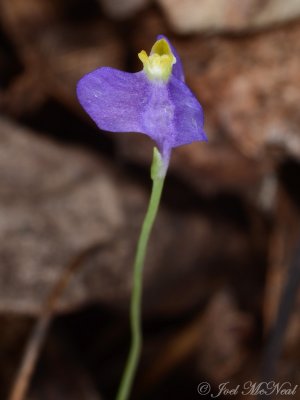 Northern Bluethread: <i>Burmannia biflora</i>, Bartow Co., GA