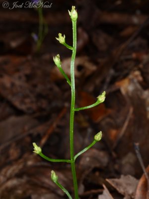 Twining Screwstem: Bartonia paniculata, Bartow Co., GA
