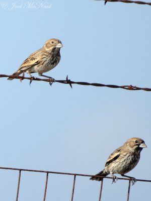 Lark Buntings: Starr Co., TX