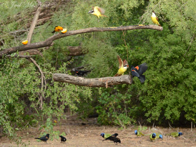 Feeder birds: Salineņo, TX