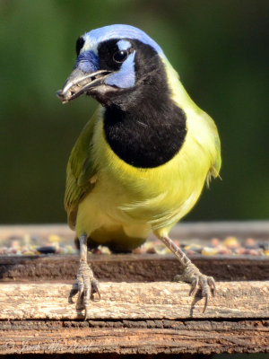 Green Jay: Salineo, TX