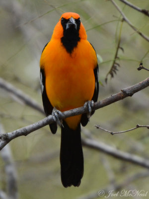 Altamira Oriole: Salineo, TX