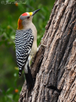 male Golden-fronted Woodpecker: Salineo, TX