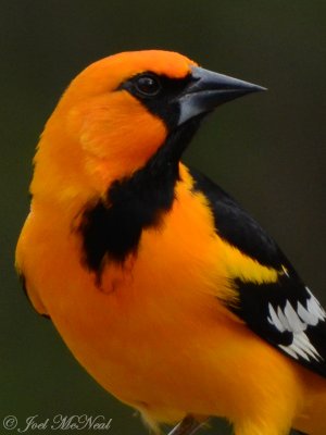 Altamira Oriole: Salineo, TX