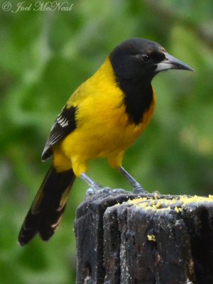 Audubon's Oriole: Salineo, TX