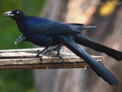 Great-tailed Grackle: Quiscalus mexicanus, Salineo, TX